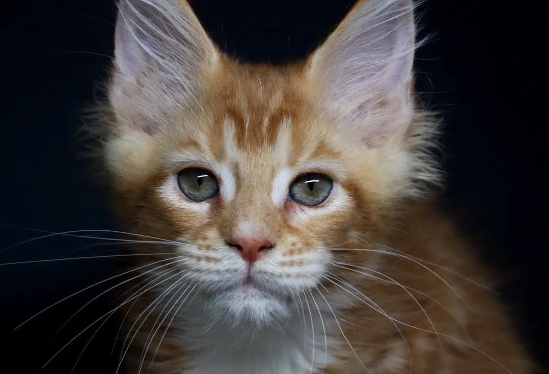 When You Choose Love, Choose Ablues Maine Coon Cattery