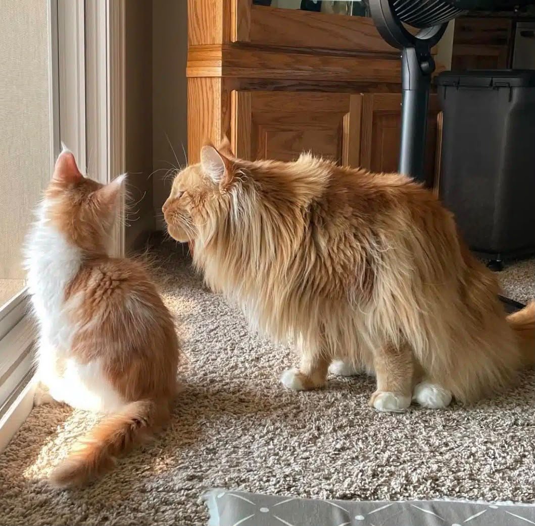 Ablues Maine Coon Cattery cats