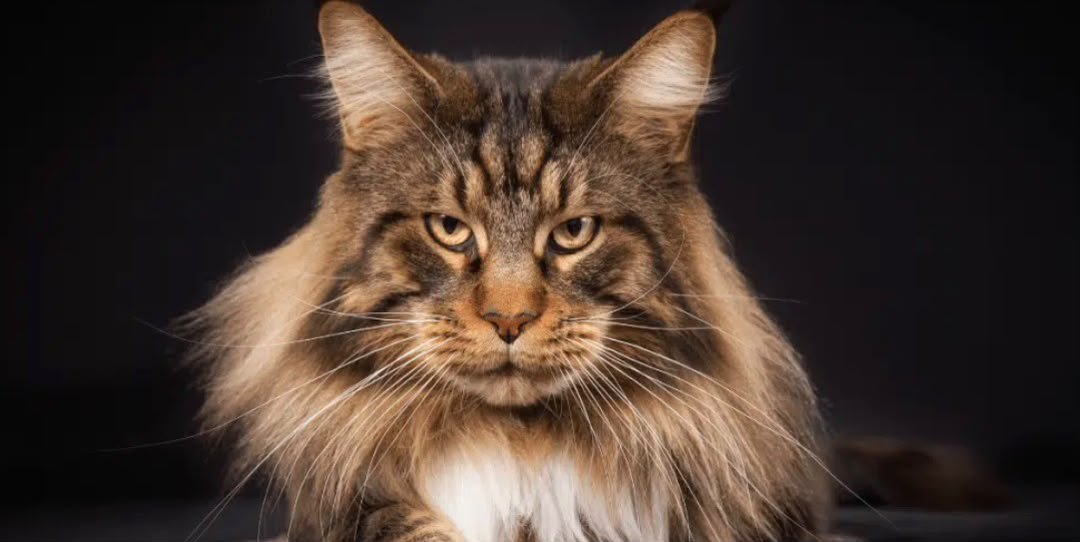 Maine Coon Adoption Costs (2026 Breakdown)