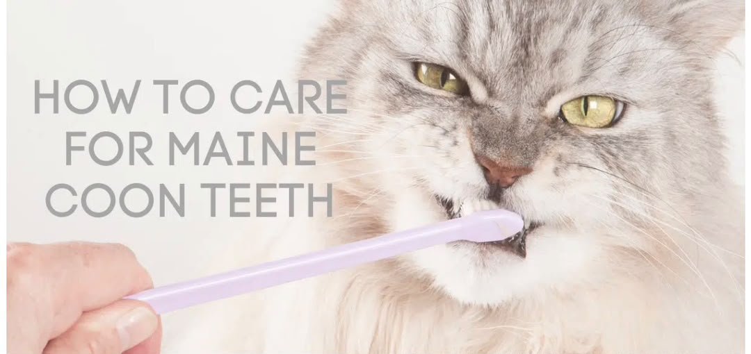 How to Care for Maine Coon Teeth