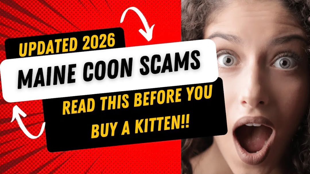 Maine Coon Kitten Scams: How to Avoid Them in 2026