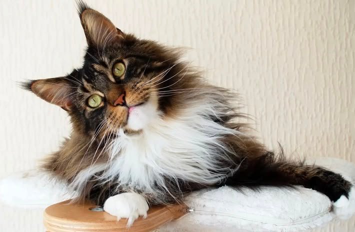 Maine Coon Characteristics: Physical Traits & Breed Standard
