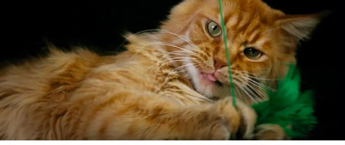 Playing with a feather toy