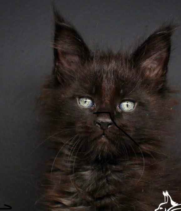 Black kitten
