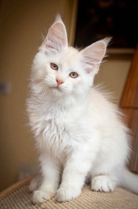 Red Silver kitten