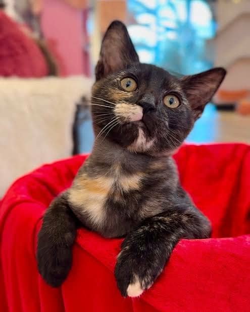 Black Tortie kitten