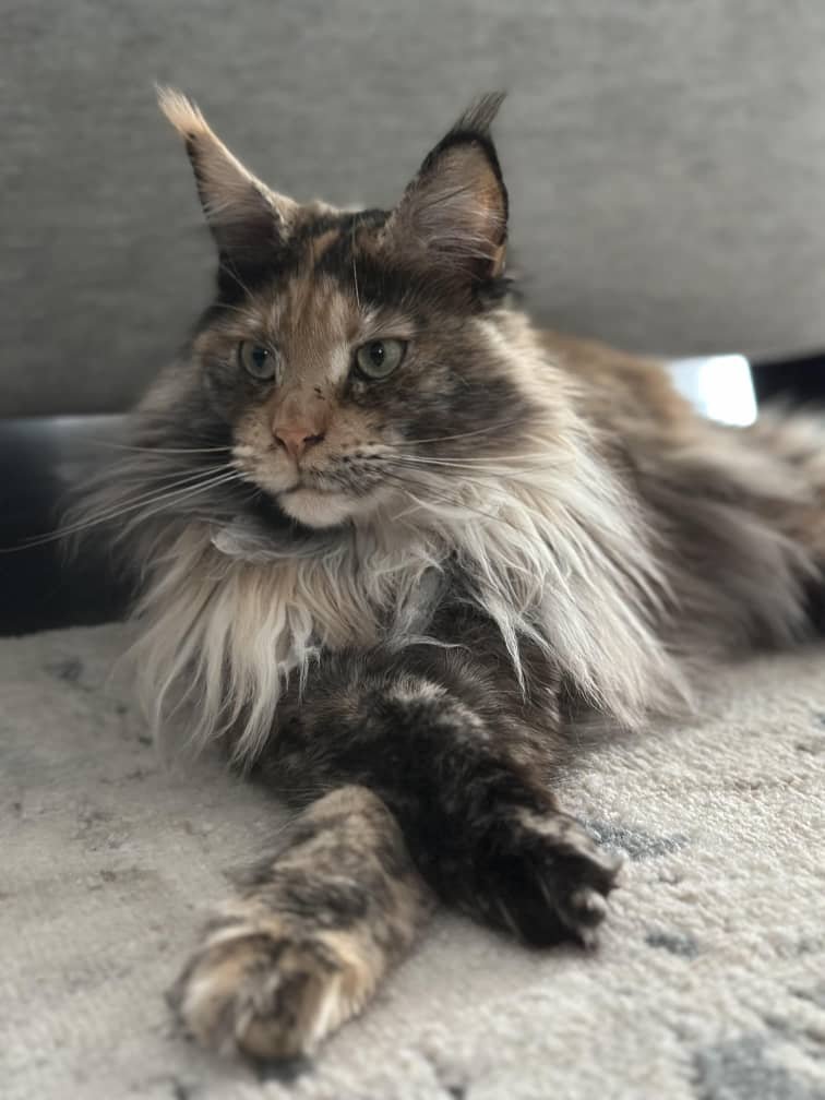 Black Torbie adult