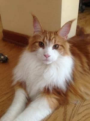 Red and White adult