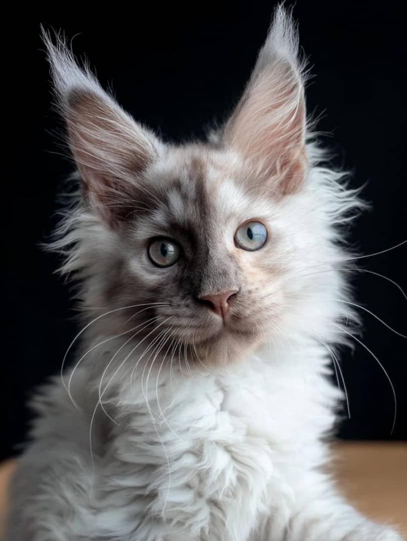 Silver Shaded kitten