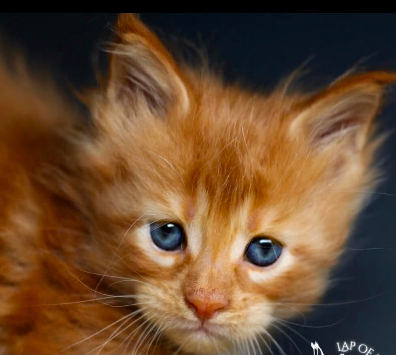 Red kitten