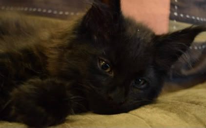 We are very happy with our decision to adopt a kitten from Maine Coon