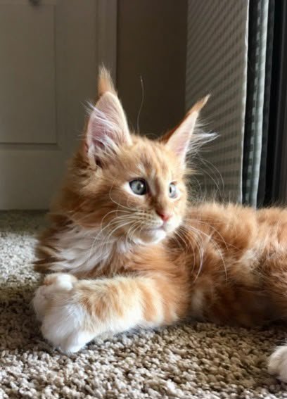 Our experience with Ablues Maine Coon Cattery was more than we could imagine