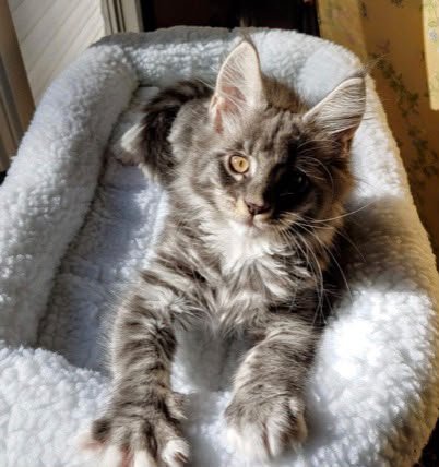 Innuendo aka Elvis