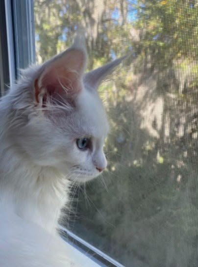 Billie -White Maine Coon