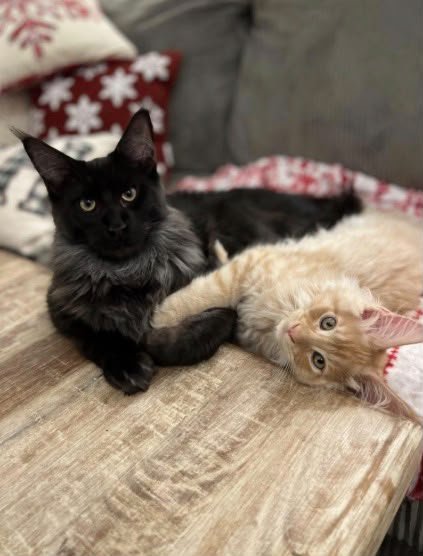 This is Our Third Kitten from Ablues Maine Coon Cattery