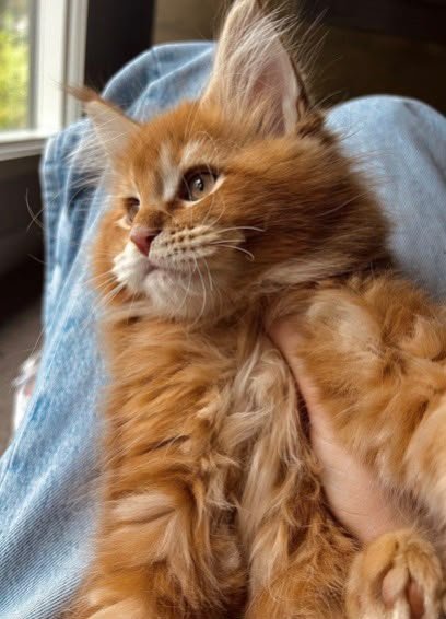 Classic Maine Coon Personality