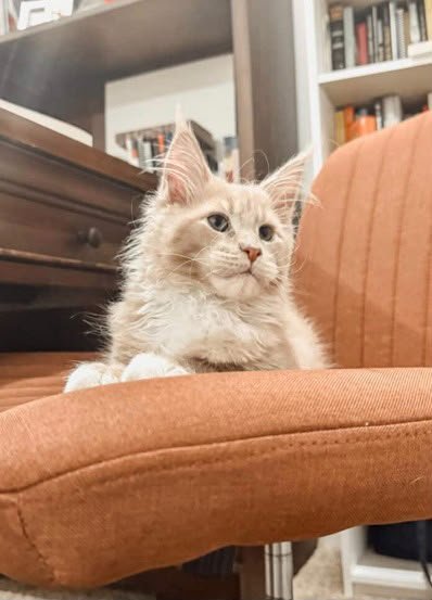 Easiest Adoption Experience Ever