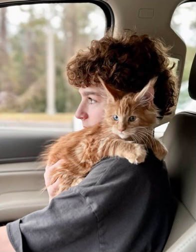 Anyone Would be Lucky to Take Home a Kitten From Ablues Maine Coon Cattery