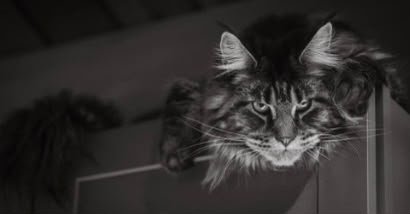 I am beyond pleased with my two cats from Ablues Maine Coon Cattery