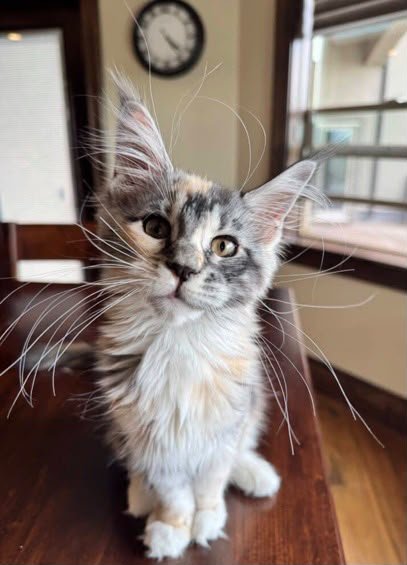 My kitten is very well adjusted