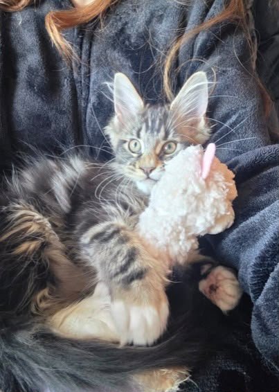I am very grateful I found Ablues Maine Coon Cattery