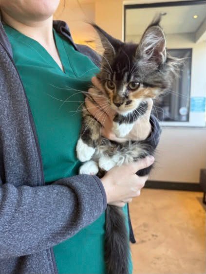 I have already recommended Ablues Maine Coon Cattery to a couple of friemds